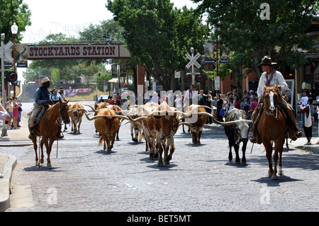 Il Cattle Drive con cowboy a Stockyards a Fort Worth, Texas, Stati Uniti d'America Foto Stock