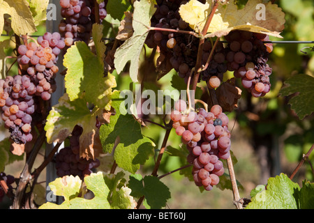 Vigneti Grand Cru di Wettolsheim Alsace Haut Rhin Francia , uve mature del Gewürztraminer / Riesling, vendanges stagione Foto Stock