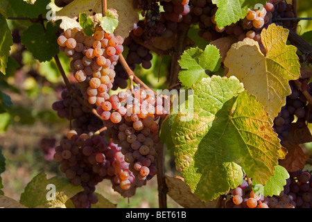 Vigneti Grand Cru di Wettolsheim Alsace Haut Rhin Francia , uve mature del Gewürztraminer / Riesling, vendanges stagione Foto Stock