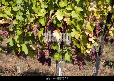 Vigneti Grand Cru di Wettolsheim Alsace Haut Rhin Francia , uve mature di gewürztraminer e Riesling, vendanges stagione Foto Stock