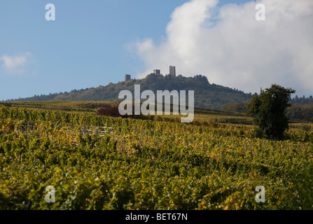 Vigneti Grand Cru di Wettolsheim Alsace Haut Rhin Francia vicino Château du Haut-Koenigsbourg Harvest vendanges stagione Foto Stock