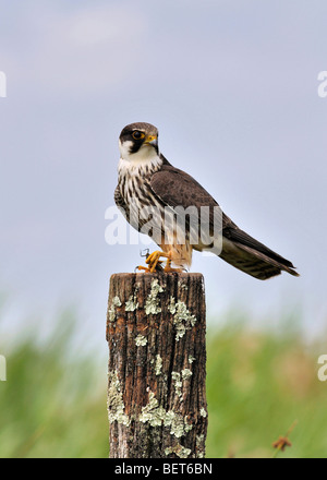 Eurasian Hobby Falco Subbuteo® appollaiato su un post con la preda Foto Stock