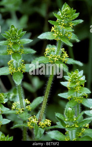 Crosswort / liscia bedstraw (Cruciata laevipes / Galium cruciata) in fiore Foto Stock