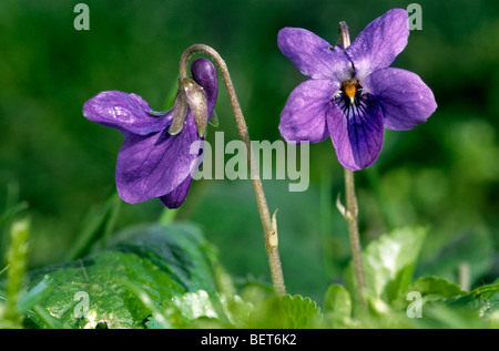 Legno / viola mammola / inglese viola / comune viola / giardino violetto (viola odorata) in fiore in primavera Foto Stock