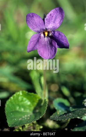 Legno / viola mammola / inglese viola / comune viola / giardino violetto (viola odorata) in fiore in primavera Foto Stock