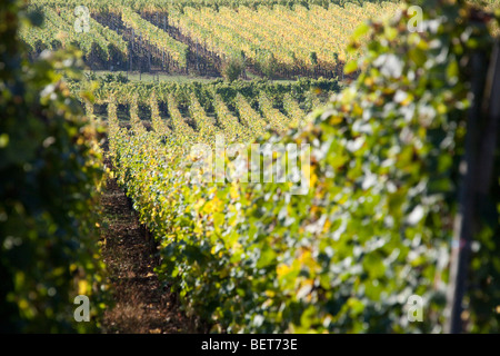 Vigneti Grand Cru di Wettolsheim Alsace Haut Rhin Francia vicino Château du Haut-Koenigsbourg Harvest vendanges stagione Foto Stock