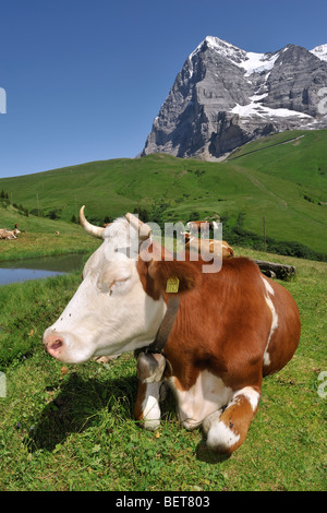 Il Monte Eiger e mucca alpina (Bos taurus) con campanaccio in appoggio in pascolo, alpi svizzere, Svizzera Foto Stock