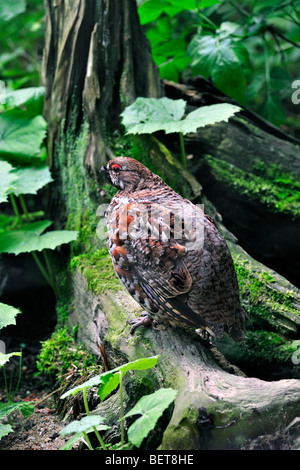 Francolino di monte / Hazel hen (Tetrastes bonasia / Bonasa bonasia) nella foresta, Germania Foto Stock