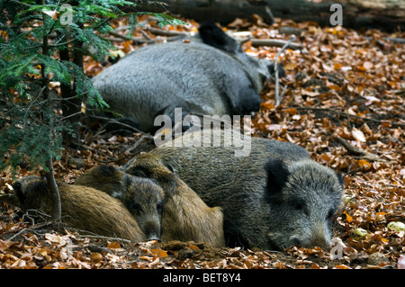 Il cinghiale (Sus scrofa) con novellame dormire in figliata di foglia nella foresta di autunno nelle Ardenne belghe, Belgio Foto Stock