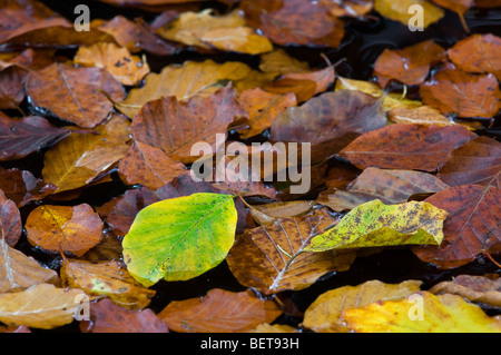 Europea di faggio (Fagus sylvatica) foglie in autunno colori galleggianti in stagno, Ardenne, Belgio Foto Stock
