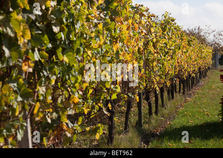 Vigneti Grand Cru di Wettolsheim Alsace Haut Rhin Francia vicino Château du Haut-Koenigsbourg Harvest vendanges stagione Foto Stock