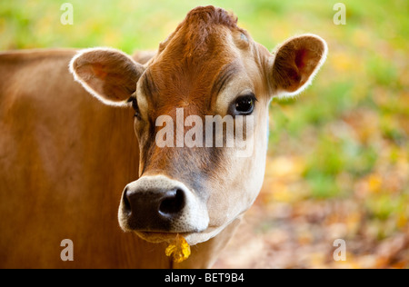 Jersey mucca con la sua preferita leaf - South Woodstock Vermont - USA Foto Stock