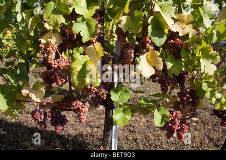 Vigneti Grand Cru di Wettolsheim Alsace Haut Rhin Francia , uve mature di gewürztraminer e Riesling, vendanges stagione Foto Stock