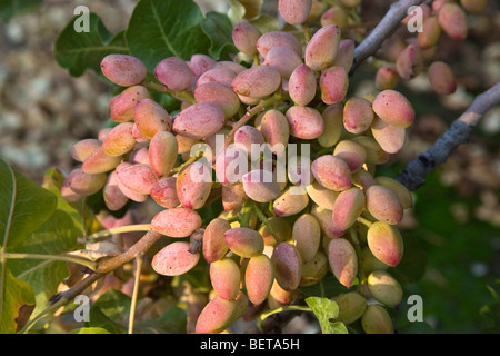 I pistacchi maturazione sulle succursali Foto Stock