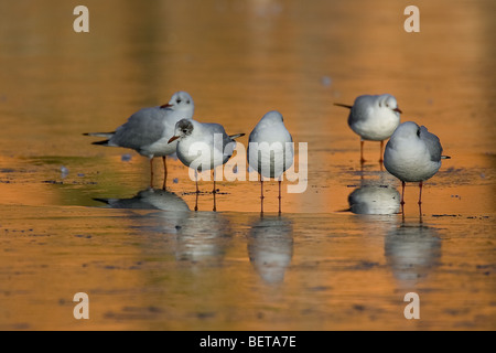 A testa nera gabbiani (Larus ridibundus) in inverno del piumaggio in appoggio sulla pista di ghiaccio di frozen canal Foto Stock