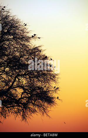 Gli uccelli sugli alberi al tramonto Etosha National Park Namibia Foto Stock