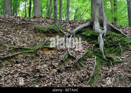 Radici esposte della politica europea di faggio (Fagus sylvatica) nella foresta di latifoglie Foto Stock