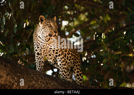 Leopard, Panthera Pardus, allarme permanente occhi puntati guardare qualcosa intensamente dal ramo di albero verde nel Parco Safari Okavango Delta Botswana Foto Stock