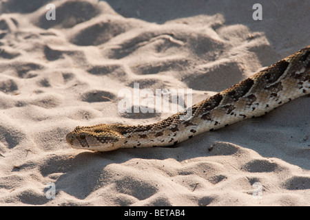 Grande puff sommatore Bitis arietans sopra close up profilo una terza snake in movimento nella strada di sabbia utilizzato dai veicoli di Safari in Okavango Delta del Botswana Foto Stock