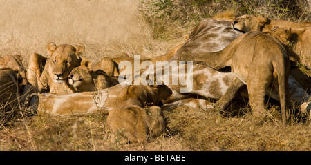 Panorama di lion pride alimentazione su giraffe preda, contenti madre e cub lions testine di sfregamento sorridente, open close-up savana vista di Okavango Botswana Foto Stock