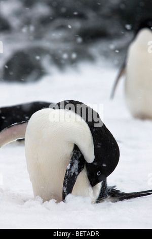 Close-up profilo carino Adelie penguin preening pulizia le sue piume in neve nel vento soffia tempesta di neve a sud delle Isole Orkney, Antartide, spazio di copia Foto Stock