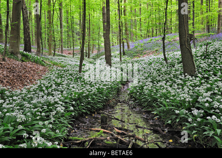 Aglio selvatico / Ramsons (Allium ursinum) e bluebells fioritura lungo il ruscello di foresta in faggio bosco di latifoglie Foto Stock