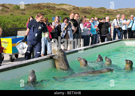 Detentore di animali alimentare pesce per guarnizioni cieche nella guarnizione riparo Ecomare, Texel, Paesi Bassi Foto Stock