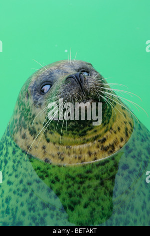 Cieco guarnizione comune (Phoca vitulina) nuoto nella guarnizione riparo Ecomare, Texel, Paesi Bassi Foto Stock