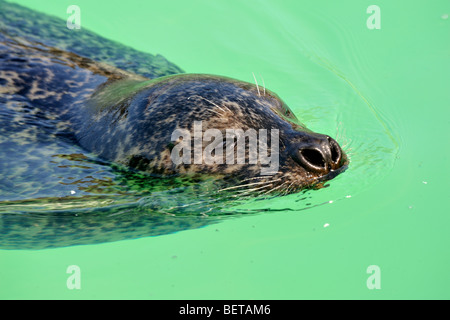 Cieco guarnizione comune (Phoca vitulina) nuoto nella guarnizione riparo Ecomare, Texel, Paesi Bassi Foto Stock