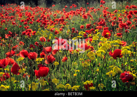 Campo con fiori selvatici come il papavero (Papaver rhoeas) e mais Le calendule (crisantemo segetum), Toscana, Italia Foto Stock