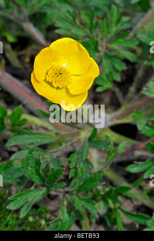 Ranuncolo bulboso / San Antonio rapa (Ranunculus bulbosus) fioritura nella prateria Foto Stock