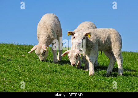 Texel domestiche ovina (Ovis aries) agnelli pascolano nei prati, Paesi Bassi Foto Stock