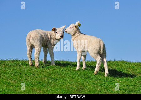 Due bianco Texel domestiche ovina (Ovis aries) agnelli lo sniffing ogni altro in prato, Paesi Bassi Foto Stock