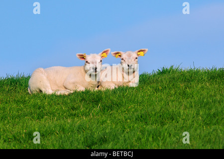 Due bianco Texel domestiche ovina (Ovis aries) agnelli in appoggio in prato, Paesi Bassi Foto Stock
