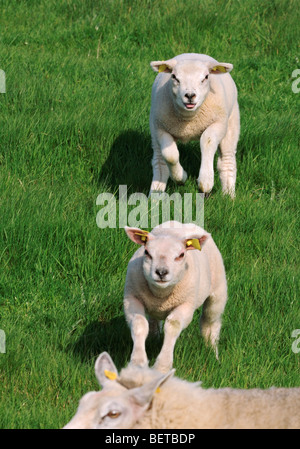 Due bianco Texel domestiche ovina (Ovis aries) agnelli in esecuzione per pecora in prato, Paesi Bassi Foto Stock