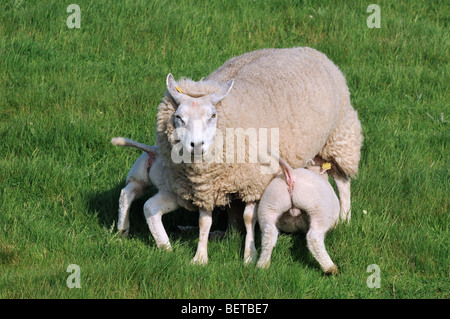 Texel domestiche ovina (Ovis aries) pecora lattante twin agnelli nel prato, Paesi Bassi Foto Stock