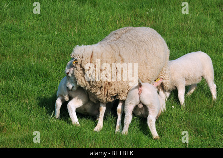 Texel domestiche ovina (Ovis aries) pecora lattante tre agnelli, Paesi Bassi Foto Stock