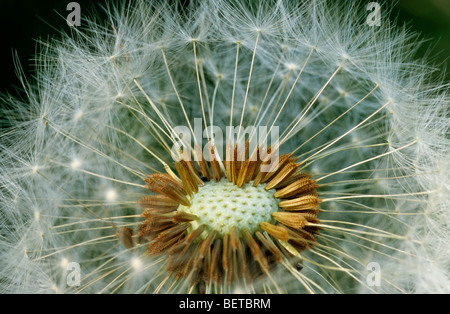 Comune di tarassaco (Taraxacum officinale) seme head close-up in estate Foto Stock