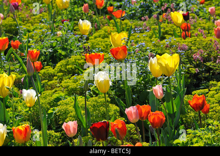 Tulipani colorati (Tulipa sp.) fioritura in giardino dei fiori di Keukenhof in primavera vicino a Lisse, Holland, Paesi Bassi Foto Stock