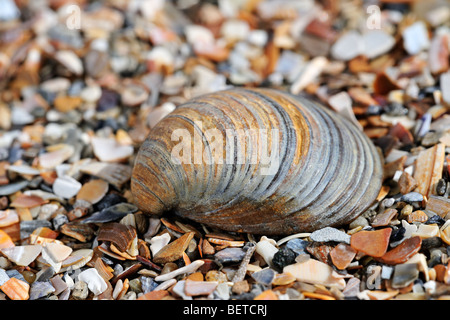 Di conchiglie fossili Corbicula fluminalis sulla spiaggia, Paesi Bassi Foto Stock