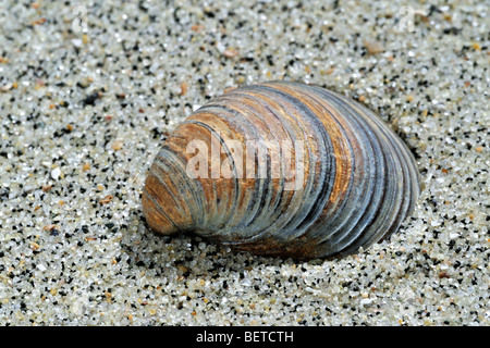 Di conchiglie fossili Corbicula fluminalis sulla spiaggia Foto Stock