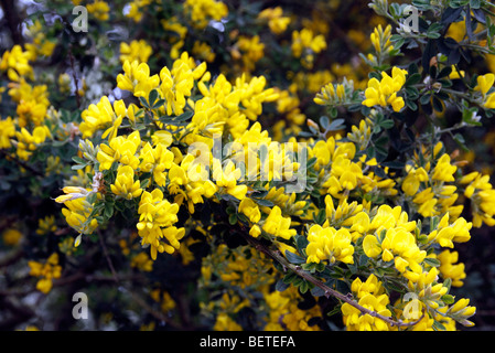 Genista canariensis sinonimo Cytisus canariensis sul campus dell'università di Exeter Foto Stock