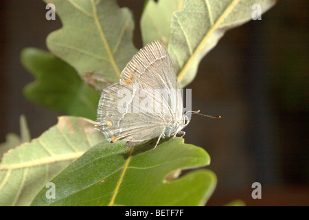 Viola Hairstreak Butterfly (Neozephyrus quercus) Foto Stock