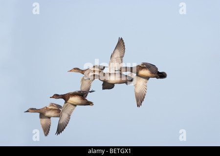 Canapiglia Anas strepera in volo a Cley riserva naturale North Norfolk Foto Stock