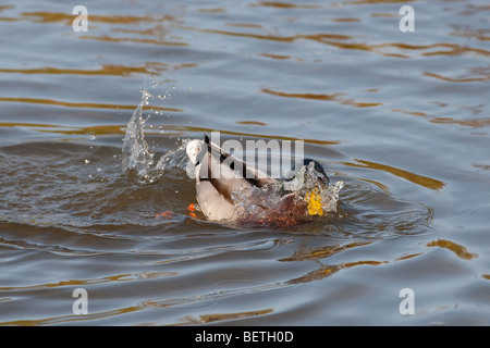 Il Germano Reale maschio o drake ano platyrhyncha la balneazione Foto Stock