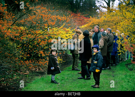 Ai visitatori di ammirare le colorate amamelide (Hamamelis sp.) in fiore, Arboretum Kalmthout, Belgio Foto Stock