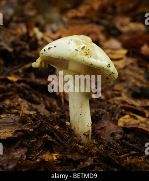 Falsa morte cappuccio, Amanita citrina funghi. Westerham, Kent, Inghilterra, Regno Unito. Foto Stock