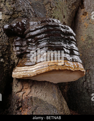 Zoccolo fungo, Fomes fomentarius, che cresce su un dead faggio. Sevenoaks, Kent, Inghilterra, Regno Unito. Foto Stock