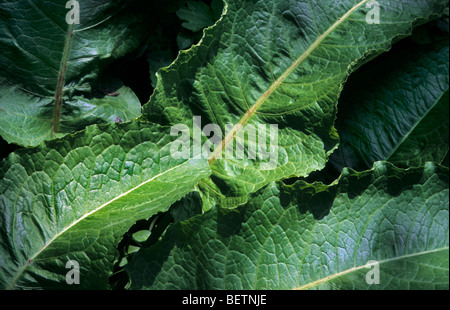 Di latifoglie / dock dock di latifoglie (Rumex obtusifolius), Europa Foto Stock