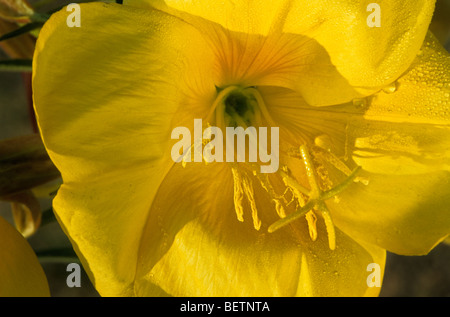 Enagra (Oenothera biennis), Europa Foto Stock